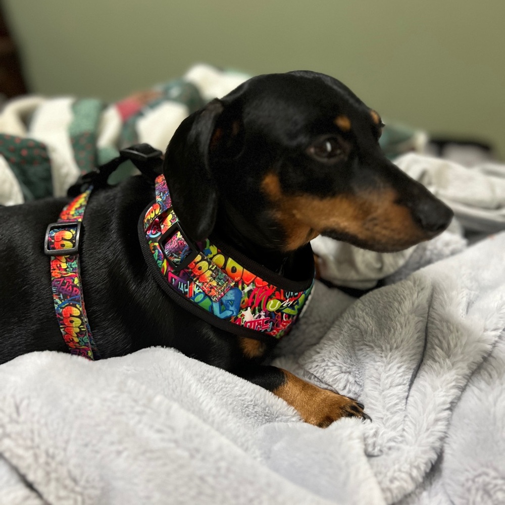 Dog Harness, No Pull - Picture 14 of 15